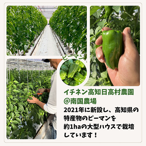 イチネン高知日高村農園 キーマカレー